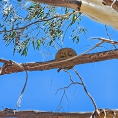 Corcorax melanorhamphos at Peak View, NSW - suppressed