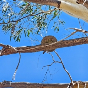 Corcorax melanorhamphos at Peak View, NSW - suppressed