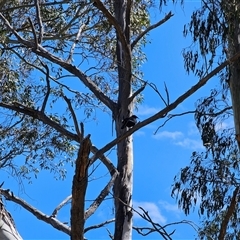 Corcorax melanorhamphos at Peak View, NSW - 3 Nov 2024