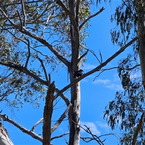 Corcorax melanorhamphos at Peak View, NSW - suppressed