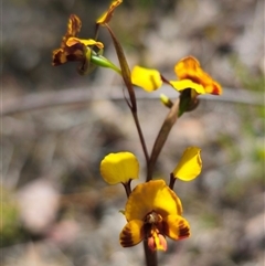 Diuris semilunulata (Late Leopard Orchid) at Jerangle, NSW - 3 Nov 2024 by Csteele4