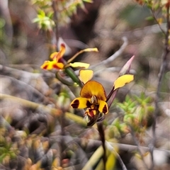 Diuris semilunulata at Jerangle, NSW - 3 Nov 2024