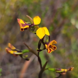 Diuris semilunulata at Jerangle, NSW - 3 Nov 2024