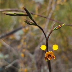 Diuris semilunulata at Jerangle, NSW - 3 Nov 2024