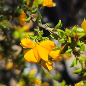 Pultenaea procumbens at Jerangle, NSW - 3 Nov 2024 01:42 PM