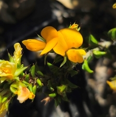 Pultenaea procumbens at Jerangle, NSW - 3 Nov 2024 01:42 PM