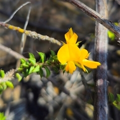 Pultenaea procumbens at Jerangle, NSW - 3 Nov 2024 01:42 PM