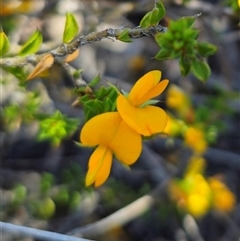 Pultenaea procumbens at Jerangle, NSW - 3 Nov 2024