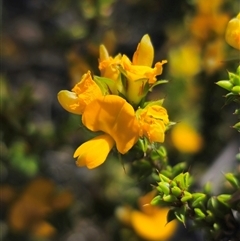 Pultenaea procumbens at Jerangle, NSW - 3 Nov 2024