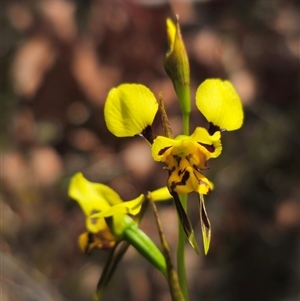 Diuris sulphurea at Jerangle, NSW - 3 Nov 2024