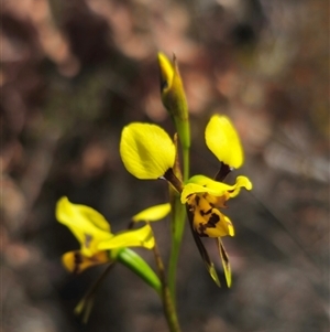 Diuris sulphurea at Jerangle, NSW - 3 Nov 2024