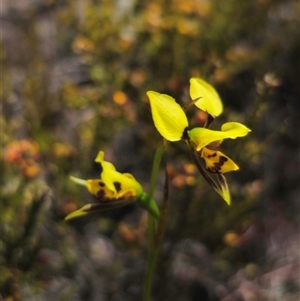 Diuris sulphurea at Jerangle, NSW - 3 Nov 2024