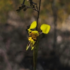 Diuris sulphurea at Jerangle, NSW - 3 Nov 2024