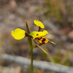 Diuris sulphurea at Jerangle, NSW - 3 Nov 2024