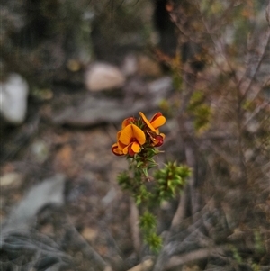 Pultenaea procumbens at Jerangle, NSW - 3 Nov 2024 12:55 PM