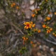 Pultenaea procumbens at Jerangle, NSW - 3 Nov 2024 12:55 PM