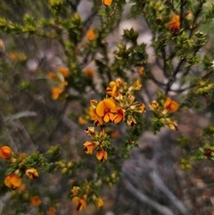 Pultenaea procumbens at Jerangle, NSW - 3 Nov 2024