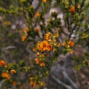 Pultenaea procumbens at Jerangle, NSW - 3 Nov 2024 12:55 PM