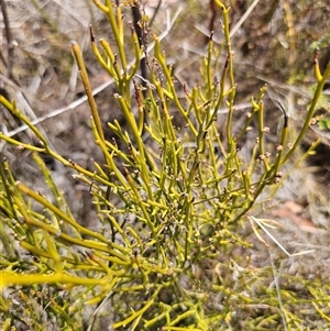 Omphacomeria acerba at Jerangle, NSW - 3 Nov 2024