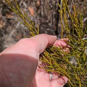 Omphacomeria acerba at Jerangle, NSW - 3 Nov 2024