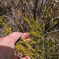 Omphacomeria acerba at Jerangle, NSW - 3 Nov 2024