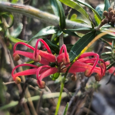 Grevillea juniperina subsp. villosa at Jerangle, NSW - 2 Nov 2024 by Csteele4