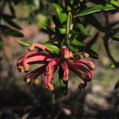 Grevillea juniperina subsp. villosa at Jerangle, NSW - 2 Nov 2024 05:24 PM