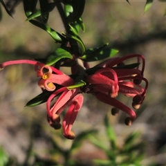 Grevillea juniperina subsp. villosa at Jerangle, NSW - 2 Nov 2024 05:24 PM