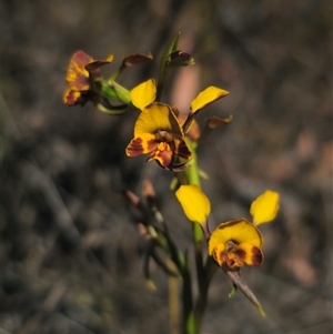 Diuris semilunulata at Jerangle, NSW - 2 Nov 2024