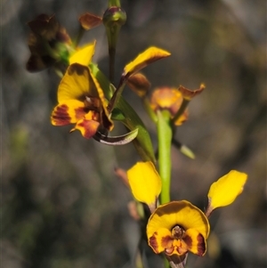 Diuris semilunulata at Jerangle, NSW - 2 Nov 2024