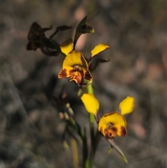 Diuris semilunulata at Jerangle, NSW - 2 Nov 2024