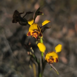 Diuris semilunulata at Jerangle, NSW - 2 Nov 2024