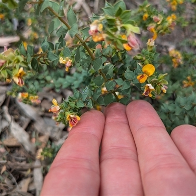 Pultenaea spinosa (Spiny Bush-pea, Grey Bush-pea) at Ainslie, ACT - 2 Nov 2024 by WalterEgo