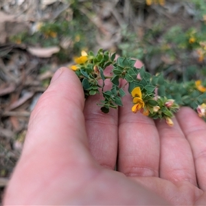 Pultenaea spinosa at Ainslie, ACT - 2 Nov 2024