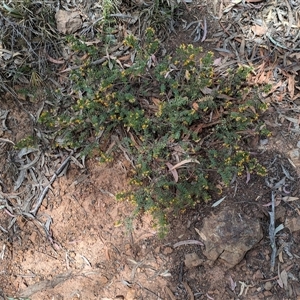 Pultenaea spinosa at Ainslie, ACT - 2 Nov 2024