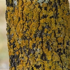 Unverified Lichen at Nicholls, ACT - 1 Nov 2024 by AlisonMilton