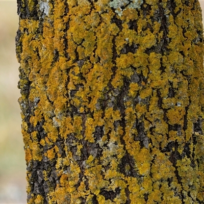 Unverified Lichen at Nicholls, ACT - 1 Nov 2024 by AlisonMilton