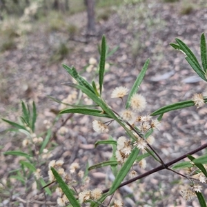 Olearia viscidula at Bungonia, NSW - 3 Nov 2024