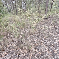 Olearia viscidula at Bungonia, NSW - 3 Nov 2024