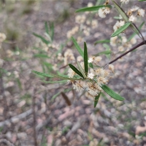 Olearia viscidula at Bungonia, NSW - 3 Nov 2024