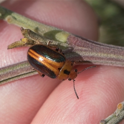 Calomela curtisi (Acacia leaf beetle) at Weetangera, ACT - 25 Oct 2024 by AlisonMilton