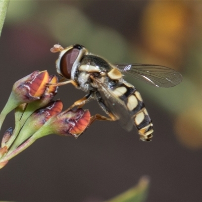 Simosyrphus grandicornis at Bruce, ACT - 15 Oct 2024 by AlisonMilton