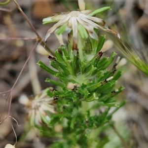 Facelis retusa at Bungonia, NSW - 3 Nov 2024