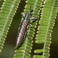 Rhinotia sparsa (A belid weevil) at Weetangera, ACT - 26 Oct 2024 by AlisonMilton