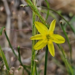 Tricoryne elatior (Yellow Rush Lily) at Bungonia, NSW - 3 Nov 2024 by trevorpreston