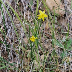 Tricoryne elatior at Bungonia, NSW - 3 Nov 2024