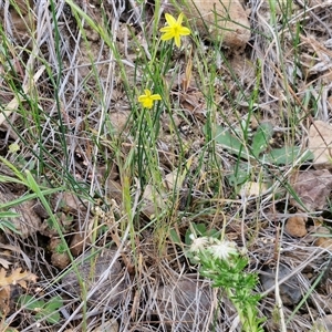 Tricoryne elatior at Bungonia, NSW - 3 Nov 2024 11:55 AM