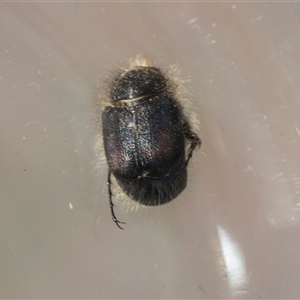 Heteronyx sp. (genus) at Weetangera, ACT - 26 Oct 2024