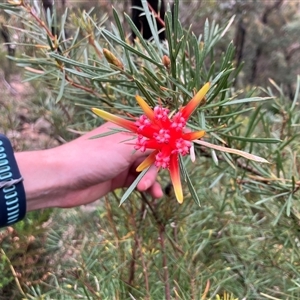 Lambertia formosa at Kangaroo Valley, NSW - suppressed