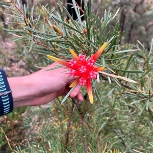 Lambertia formosa (Mountain Devil) at Kangaroo Valley, NSW by pcooperuow